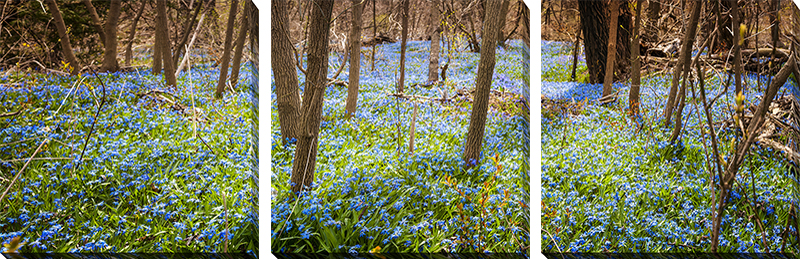 Blue Spring Trees